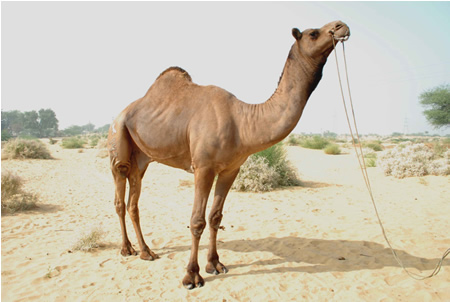 Oshteré peryát kant