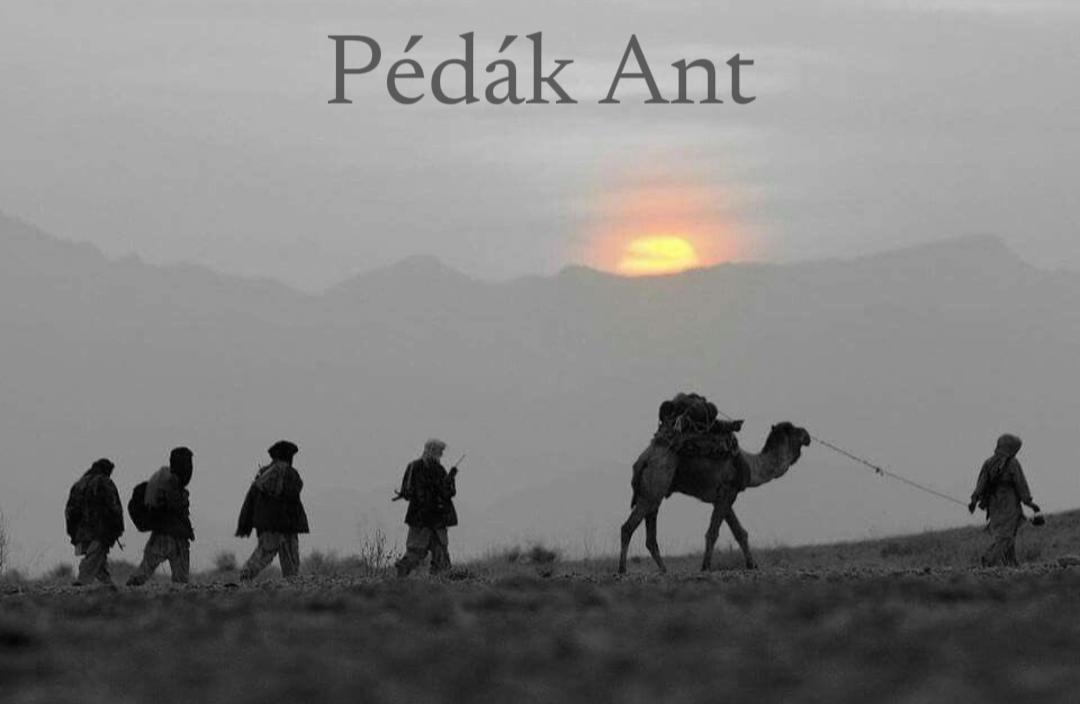 Pédák Ant